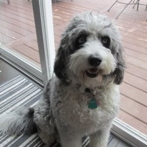 Fundraising Page: TRACY ROSE